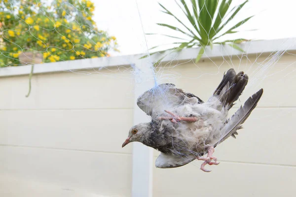 Duva Fäst Vid Nätet Fågel Nätet Jordbrukare Tenderar Att Fånga — Stockfoto