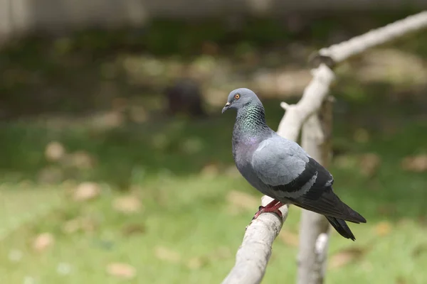 Eine Taube Thront Auf Einem Holzzaun Park Mit Grünem Laub — Stockfoto