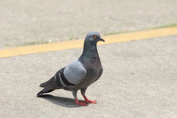 Gros Plan Pigeon Marchant Sol Dans Parc Pour Trouver Nourriture — Photo