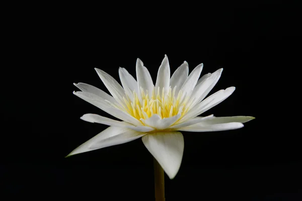 Beyaz Nilüfer Çiçeği Nilüfer Çiçeği Siyah Arkaplanda Izole Edilmiş — Stok fotoğraf
