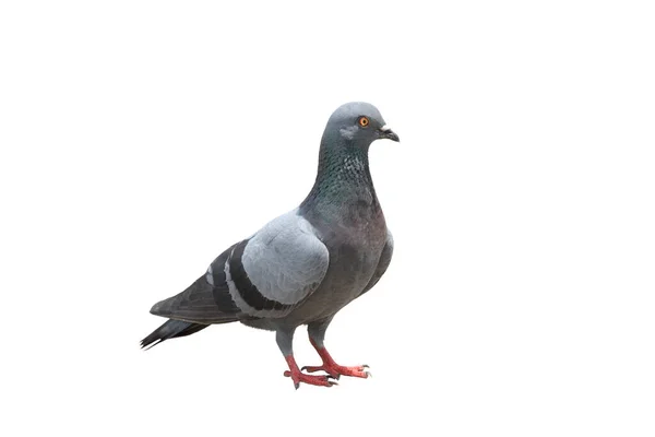 Beyaz Arka Planda Izole Edilmiş Güzel Bir Güvercine Yaklaş — Stok fotoğraf