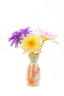 Close up of  beautiful blooming water lily in the vase  isolated on white