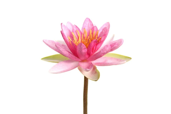 Close Beautiful Pink Water Lily Blooming Isolated White — Fotografia de Stock