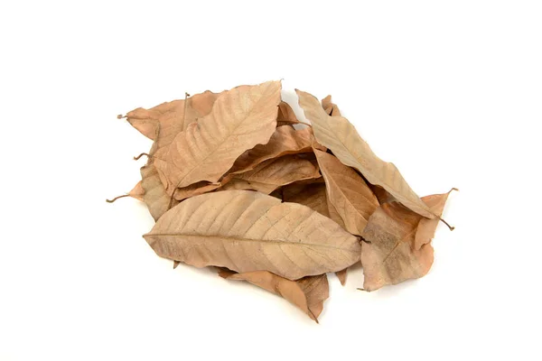 Close Brown Dry Leaves Lying Ground Isolated White — Stok Foto