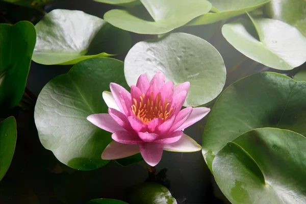 pink water lily opening in the pond.Beautiful pink water lily in the pond with green leaves.Water Lily with reflection floating on the water. A beautiful pink water lily was blooming in the morning.