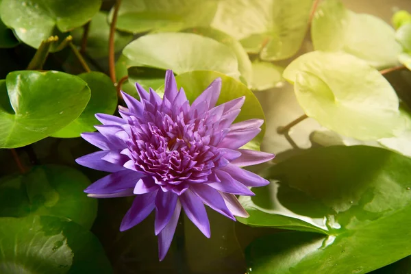 purple water lily opening in the pond.Beautiful pink water lily in the pond with green leaves.Water Lily with reflection floating on the water. A beautiful pink water lily was blooming in the morning.