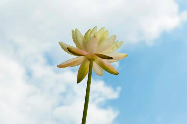 Yellow lotus flower on blue sky background.Beautiful water lily  against blue sky with clouds