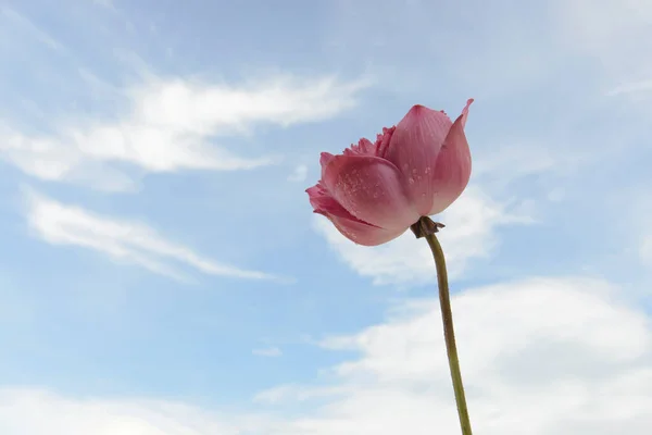 Pink lotus flower on blue sky background.Beautiful water lily  against blue sky with clouds