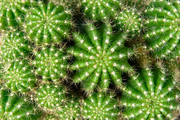 Close Group Green Cactus Many Thorns — Stock Photo, Image