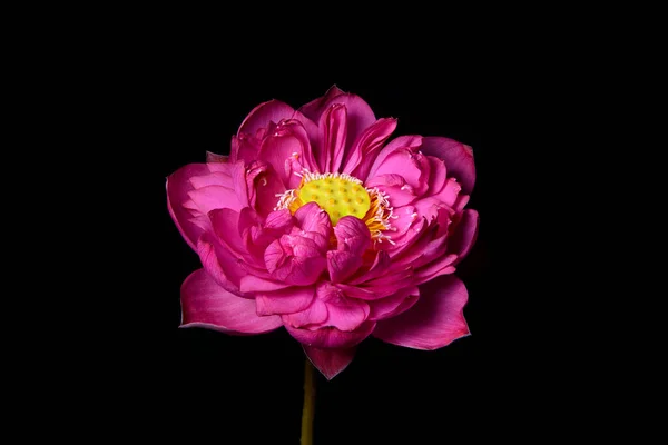 Lírio Água Rosa Florescendo Escuro Uma Bela Flor Lótus Abre — Fotografia de Stock