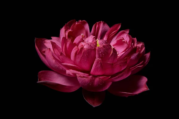 Lírio Água Rosa Florescendo Escuro Uma Bela Flor Lótus Abre — Fotografia de Stock