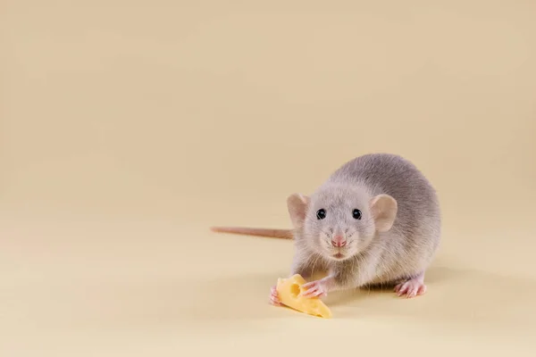 Rato Doméstico Com Queijo Fundo Bege Bonito Bebê Dumbo — Fotografia de Stock