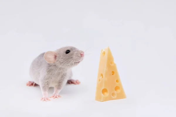 Hausratte Mit Käse Auf Hellem Hintergrund Niedlicher Baby Dumbo Stockbild