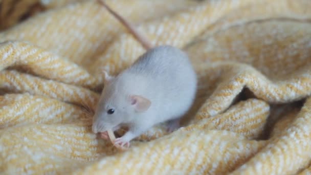 En söt råtta äter ost när han sitter i en scarf. — Stockvideo