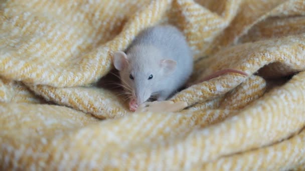 かわいいネズミがスカーフに座っている間にチーズを食べる. — ストック動画