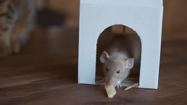 Hem husdjur. Råttan sitter i ett kartonghus och äter ost.. — Stockvideo