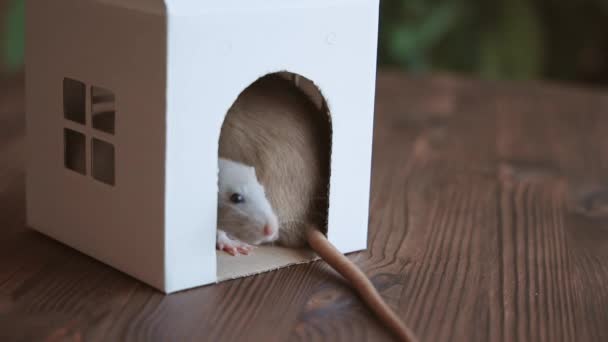 Animali. I topi si siedono in una casa di cartone e mangiano formaggio.. — Video Stock