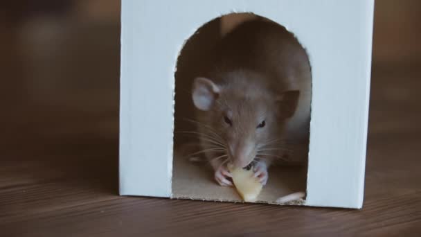 Mascota. La rata se sienta en una casa de cartón y come queso.. — Vídeos de Stock