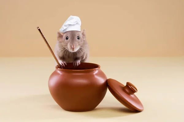 A domestic rat in a chef's hat cooks food in a pot. Stock Image