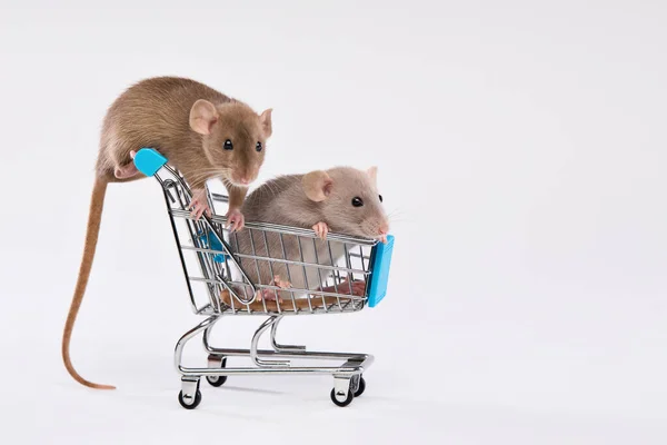 애완 동물. 밝은 배경에 슈퍼마켓에서 수레를 끌고 온 두 마리의 쥐. 로열티 프리 스톡 사진