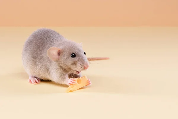 애완 동물. 치즈를 먹는 쥐. 스톡 사진