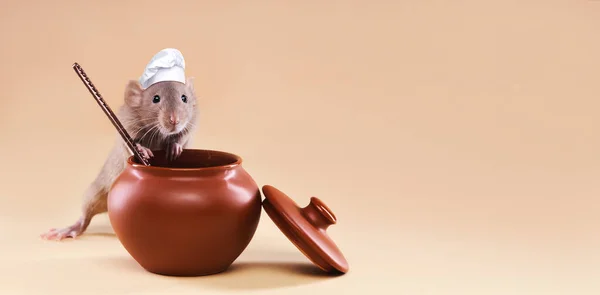 A domestic rat in a chefs hat cooks food in a pot. Stock Photo