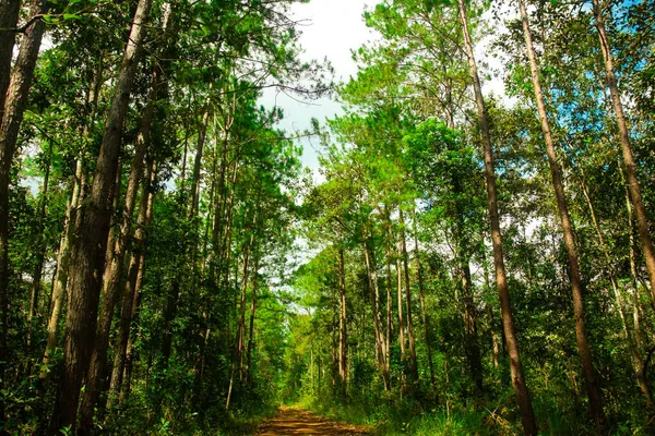 自然背景下的道路与森林树 — 图库照片