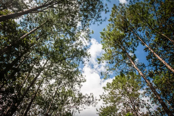 Levez Les Yeux Dans Forêt Pins Thaïlande — Photo