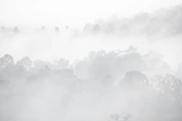 Paisagem Florestal Nevoeiro — Fotografia de Stock