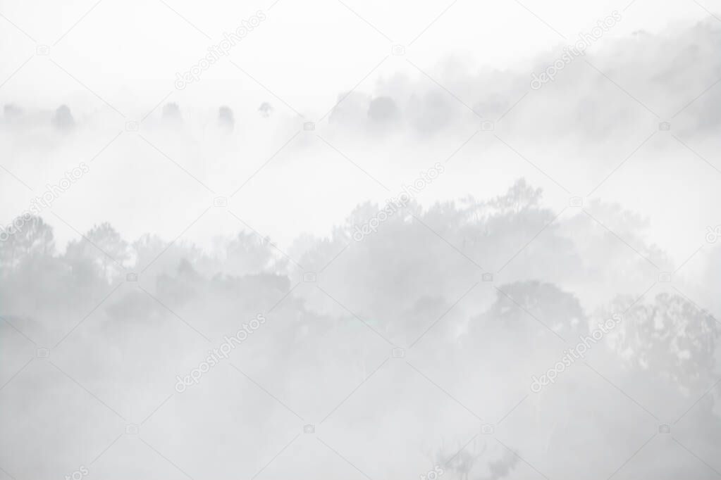 forest landscape in the fog