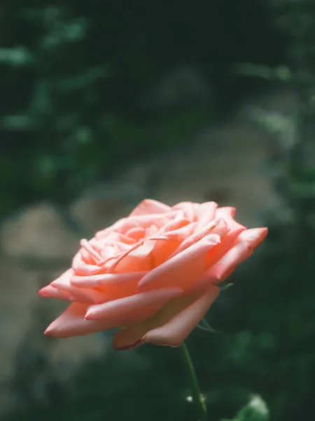 Hermosa Rosa Jardín — Foto de Stock