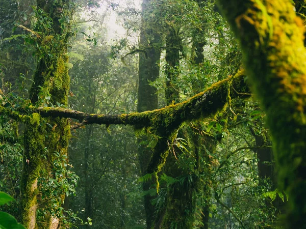 Selva Tropical Parque Nacional Doi Inthanon Tailandia — Foto de Stock