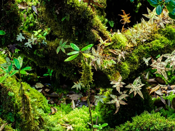 Zbliżenie Różne Rośliny Rainforest — Zdjęcie stockowe