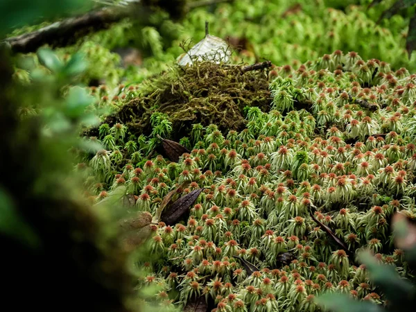 Крупный План Различные Растения Тропических Лесах — стоковое фото