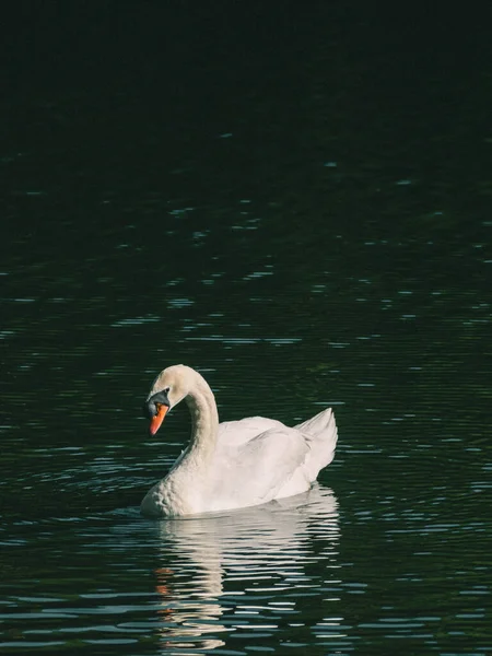 Cisne Branco Nadando Água — Fotografia de Stock
