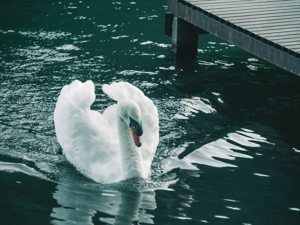 一只白天鹅在水面上游泳 — 图库照片
