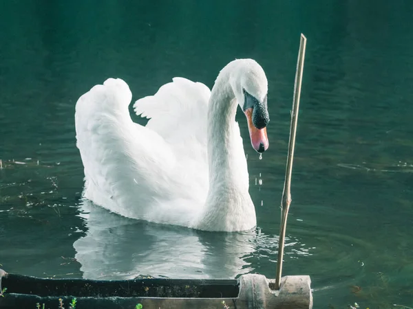 一只白天鹅在水面上游泳 — 图库照片