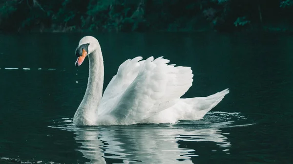 Suda Yüzen Beyaz Bir Kuğu — Stok fotoğraf