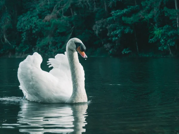 Ein Weißer Schwan Schwimmt Auf Dem Wasser — Stockfoto
