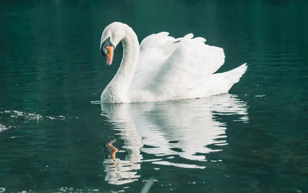 White Swan Swimming Water — Stock Photo, Image