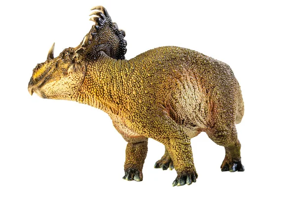 Sinoceratops Динозавр Білому Тлі — стокове фото