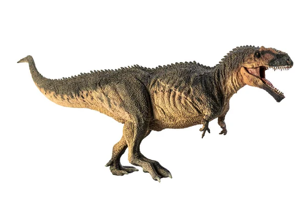 Giganotosauro Dinosauro Sfondo Bianco — Foto Stock