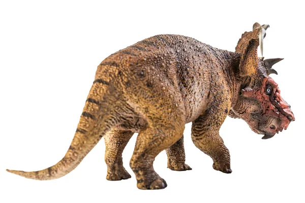 Pachyrhinosaurus Динозавр Білому Тлі — стокове фото