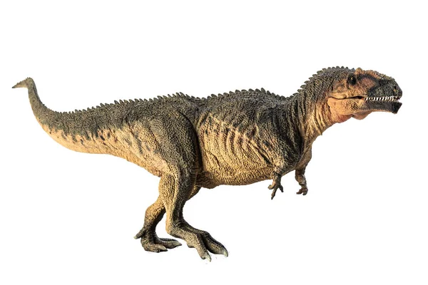 Γιγανοτόσαυρος Δεινόσαυρος Λευκό Φόντο — Φωτογραφία Αρχείου