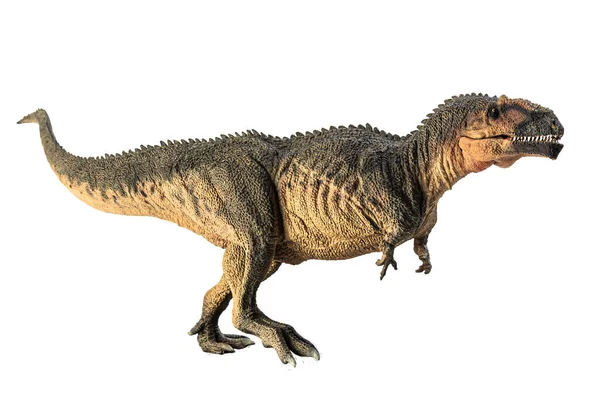 Giganotosaurus Dinosaurus Witte Achtergrond — Stockfoto