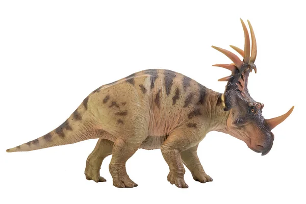 Styracosaurus Dinosaur Ізольованому Тлі — стокове фото