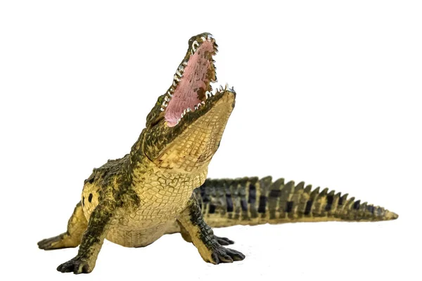 Crocodile Isolated Background — Stock Photo, Image
