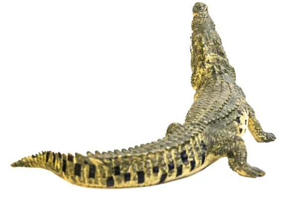 Крокодил Ізольованому Фоні — стокове фото