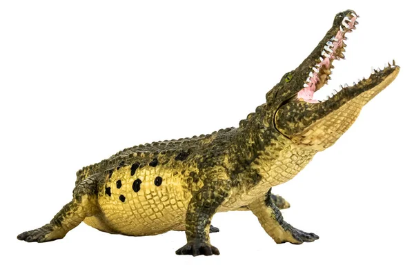 Krokodil Izolált Háttérrel — Stock Fotó