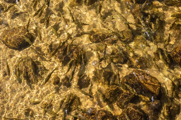 Sudaki Balıklar — Stok fotoğraf